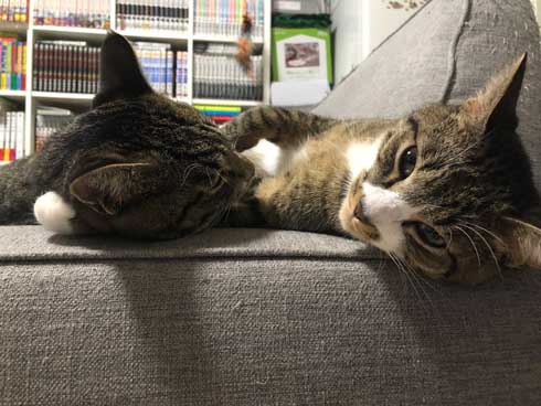 にゃー ぱぷ 猫 鳴き声