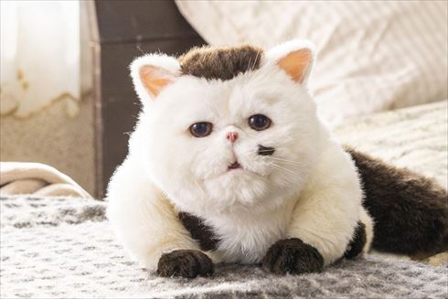 おじさまと猫 実写 ドラマ 草刈正雄 いつから ふくまる