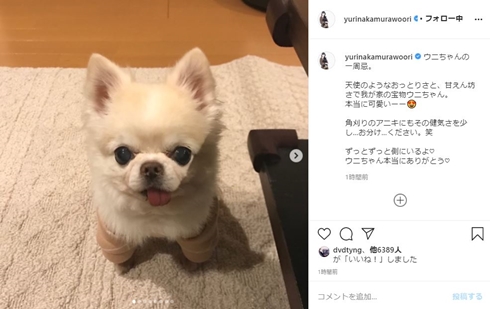 中村ゆり 犬 天ちゃん ウニちゃん ペット