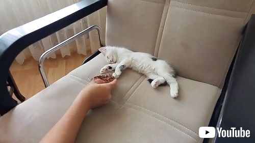子猫とウェットフード