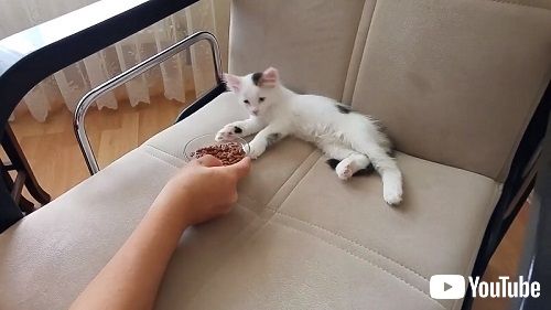 子猫とウェットフード