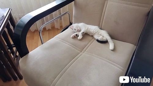 子猫とウェットフード
