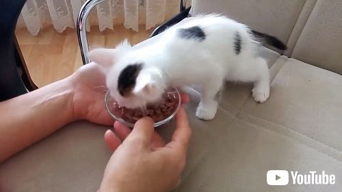 子猫とウェットフード