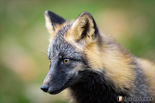 成長したキツネさん