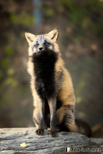 成長したキツネさん