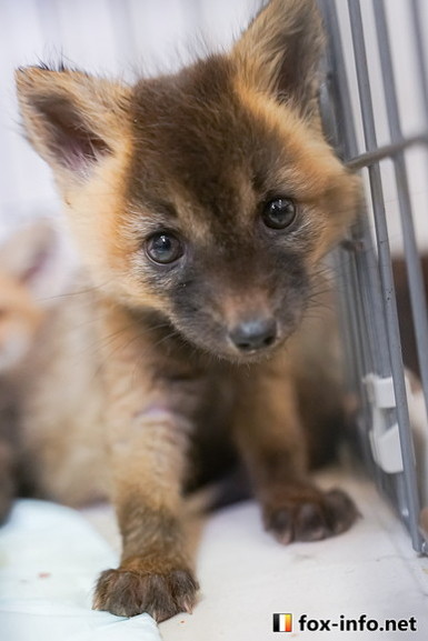 成長したキツネさん