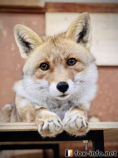 成長したキツネさん