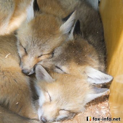 成長したキツネさん