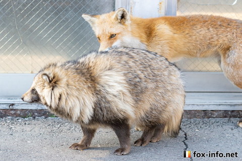 成長したキツネさん