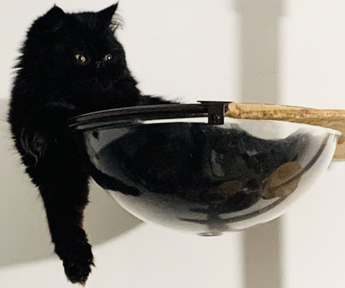 上腕二頭筋こちさんアップ