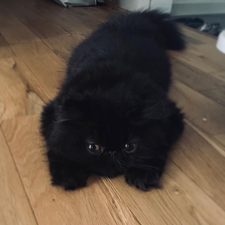 タランチュラこちさん