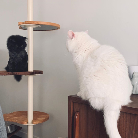 てふさんとこちさん