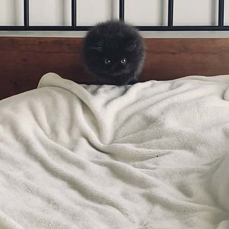 まっくろくろすけこちさん