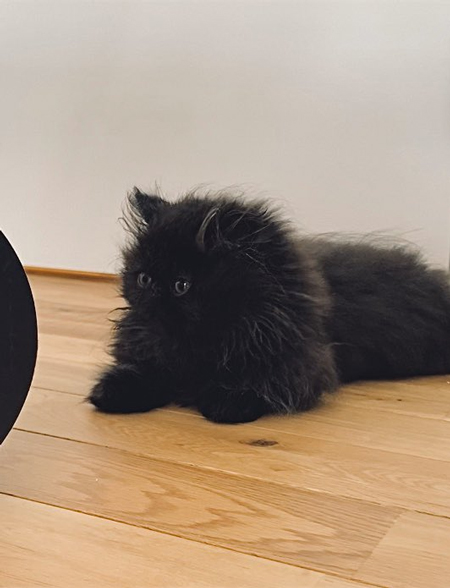 ファービーこちさん