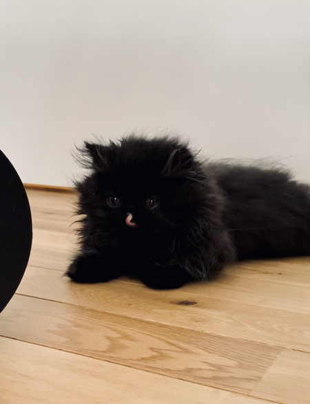 舌ぺろこちさん