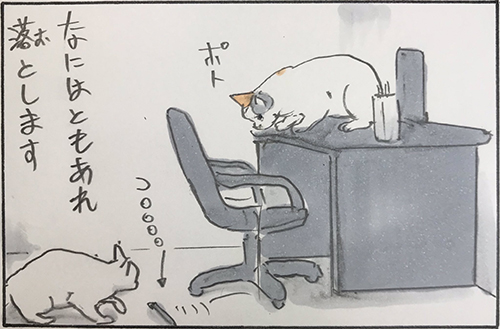 猫のお仕事6枚目