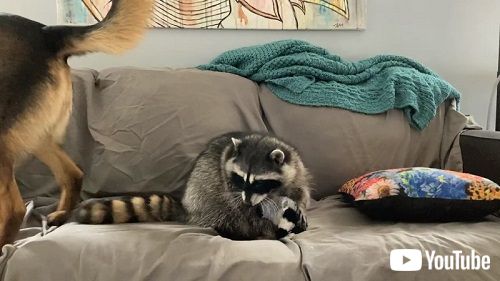 犬とアライグマ