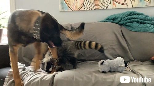 犬とアライグマ