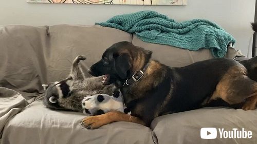 犬とアライグマ