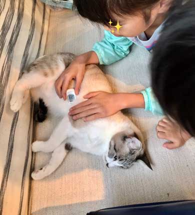 息子 宿題 見守る 猫 お絵描き