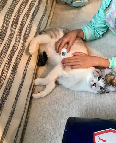 息子 宿題 見守る 猫 お絵描き