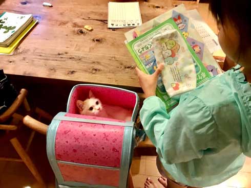 息子 宿題 見守る 猫 お絵描き