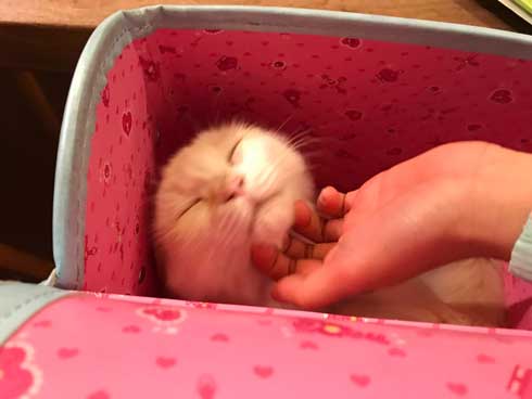 息子 宿題 見守る 猫 お絵描き