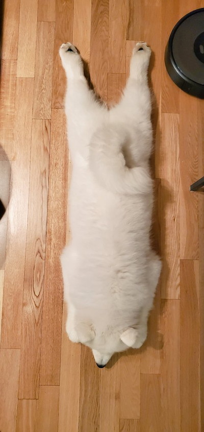 のびのびギムリくん