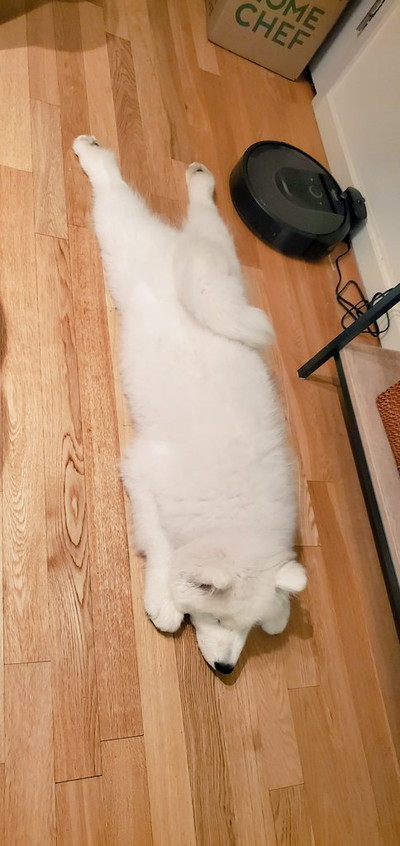 のびのびギムリくん