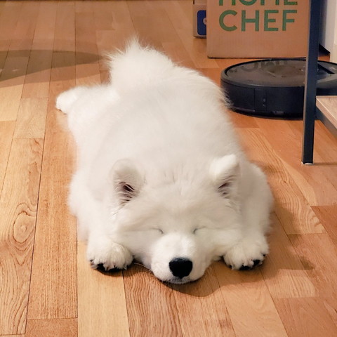 のびのびギムリくん