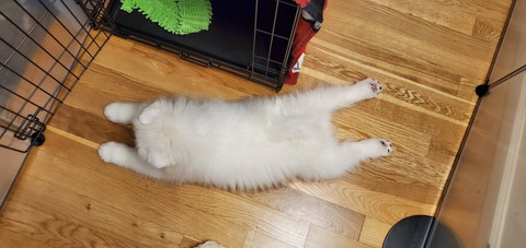 のびのびギムリくん