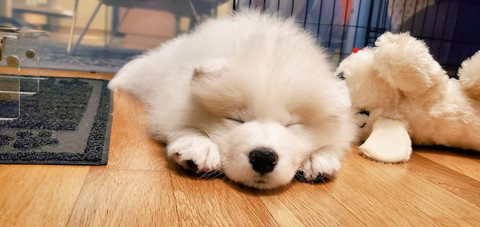 のびのびギムリくん