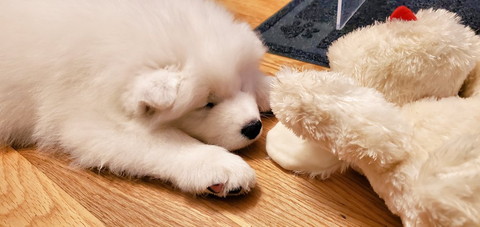 のびのびギムリくん