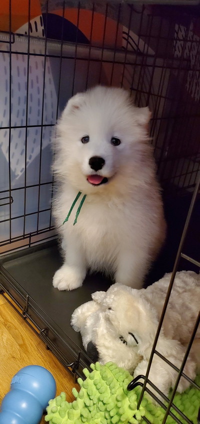 のびのびギムリくん