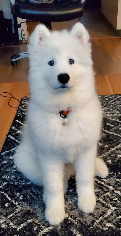 のびのびギムリくん