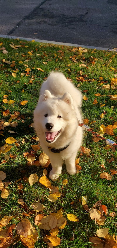 のびのびギムリくん