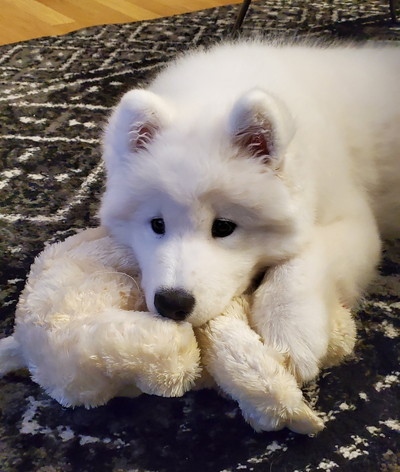 のびのびギムリくん