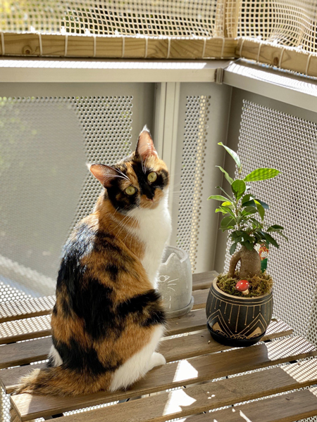 見返り美人あざみちゃん