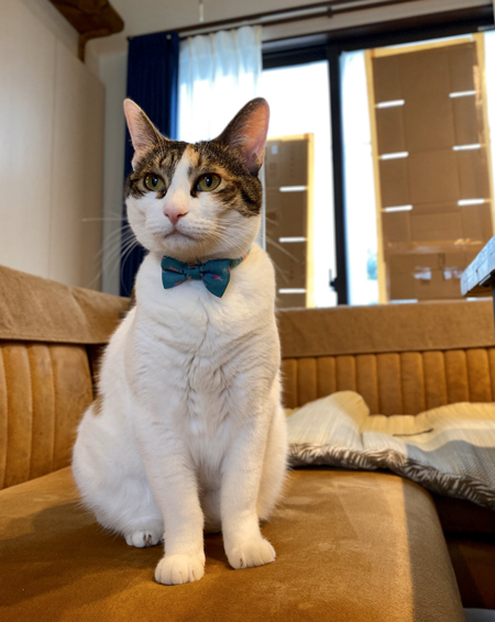 リボンをつけたジニアさん