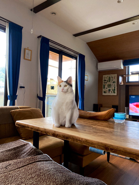 テーブルに乗ったカンナさん