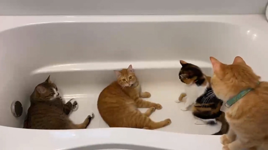 こちらを見るホップくん