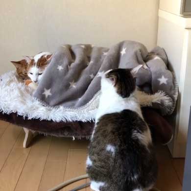 ふれあい まざりたい 猫 迷惑そう 寝姿 添い寝 保護猫