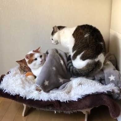 ふれあい まざりたい 猫 迷惑そう 寝姿 添い寝 保護猫