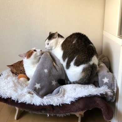 ふれあい まざりたい 猫 迷惑そう 寝姿 添い寝 保護猫
