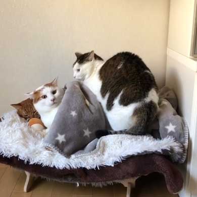 ふれあい まざりたい 猫 迷惑そう 寝姿 添い寝 保護猫