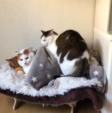 ふれあい まざりたい 猫 迷惑そう 寝姿 添い寝 保護猫