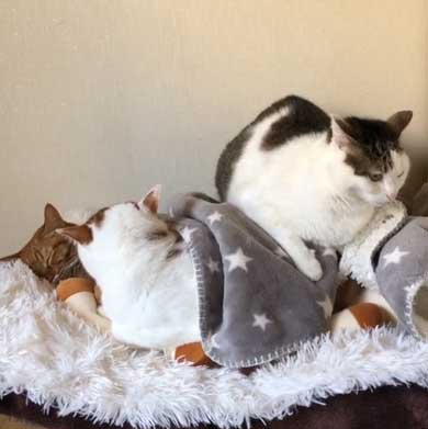 ふれあい まざりたい 猫 迷惑そう 寝姿 添い寝 保護猫