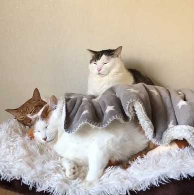 ふれあい まざりたい 猫 迷惑そう 寝姿 添い寝 保護猫