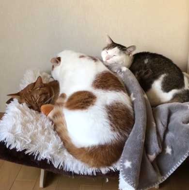 ふれあい まざりたい 猫 迷惑そう 寝姿 添い寝 保護猫