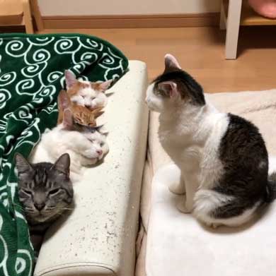 ふれあい まざりたい 猫 迷惑そう 寝姿 添い寝 保護猫